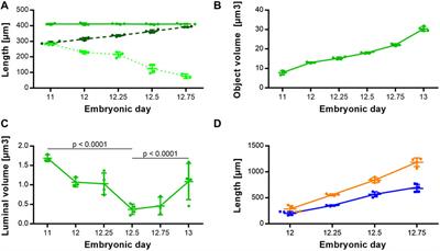 Development of the foregut and the formation of the trachea and esophagus in rat embryos. A symphony of confusion